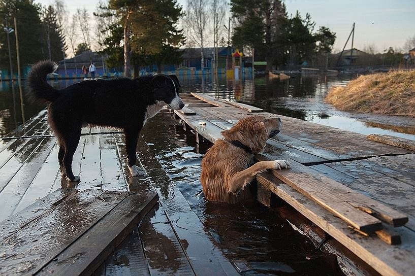 Россияне строят дамбы и спасают животных: новости о паводках в регионах